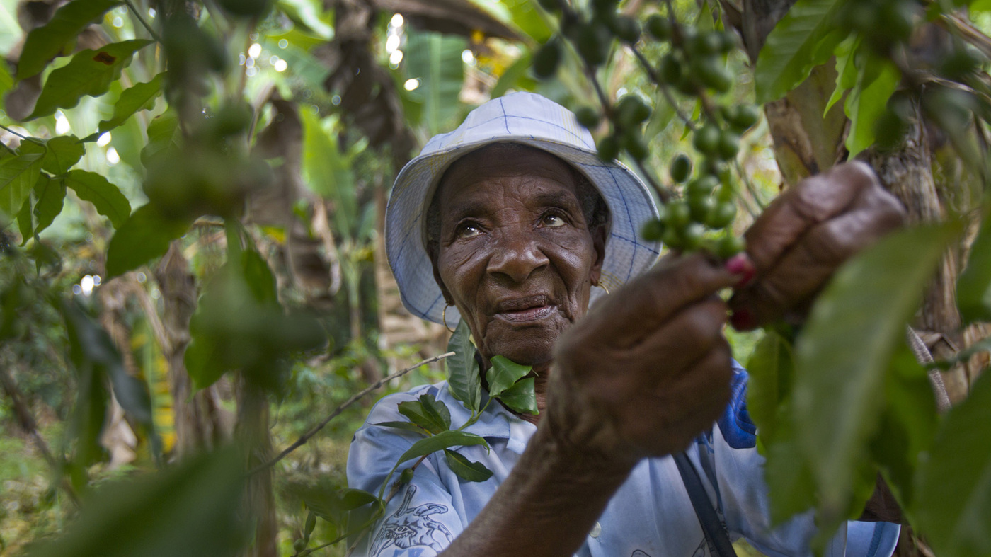 The Struggle for Haitian Coffee