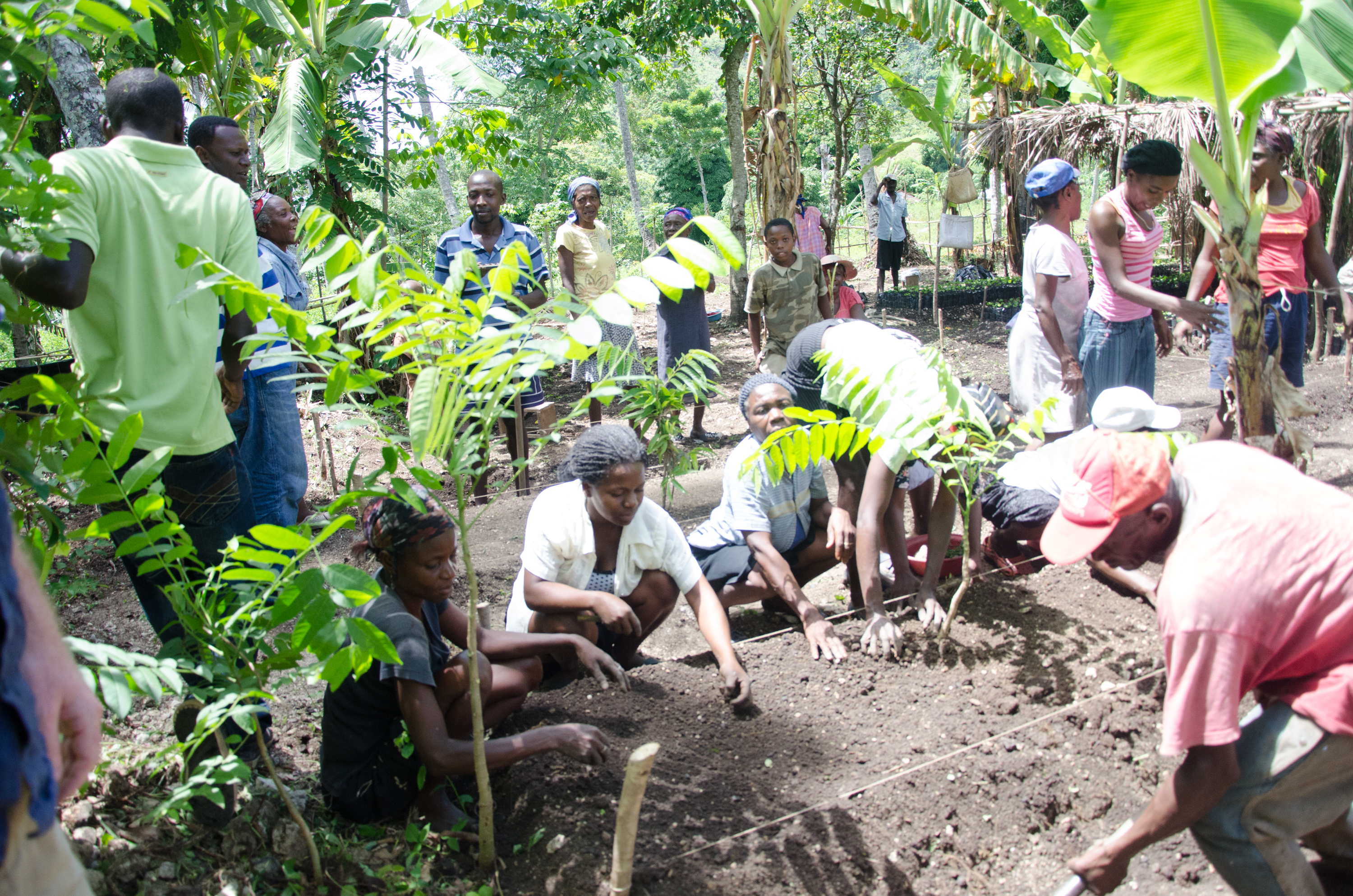 Coffee Farm Regeneration in Haiti
